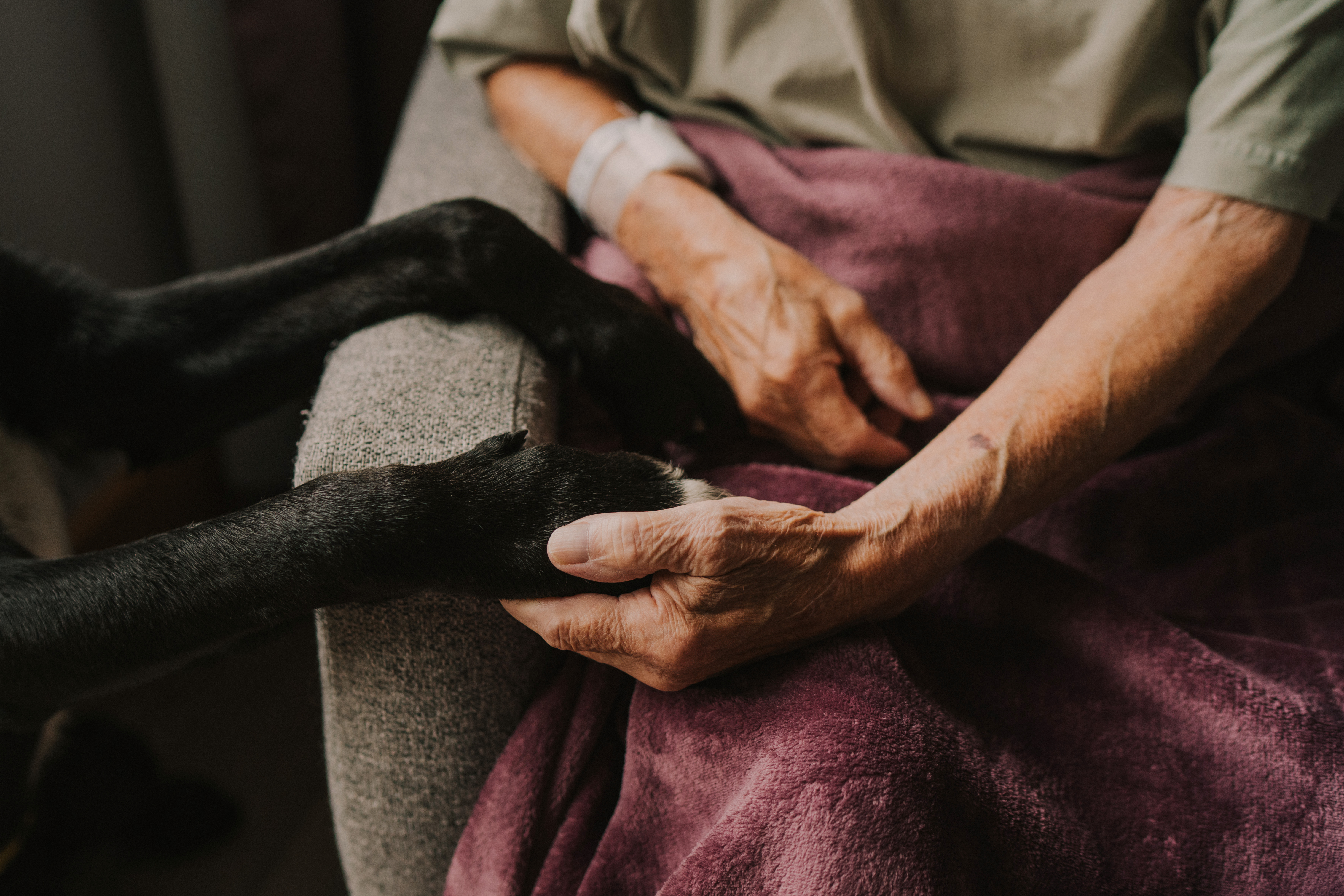 Older patients hands holding the paws of a black therapy dog on top of a maroon blanket