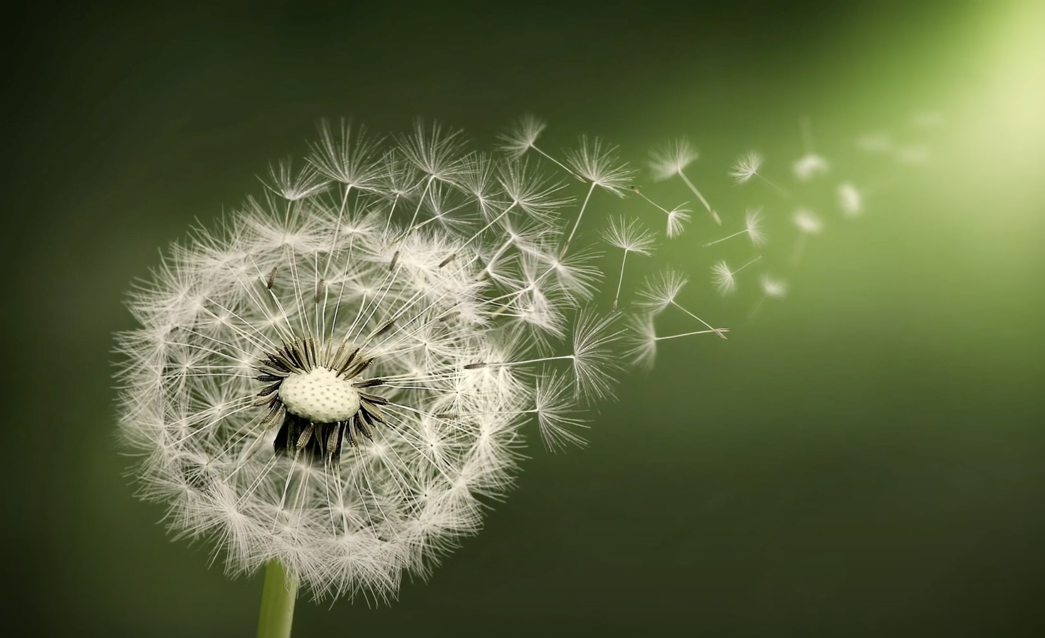 Dandelion