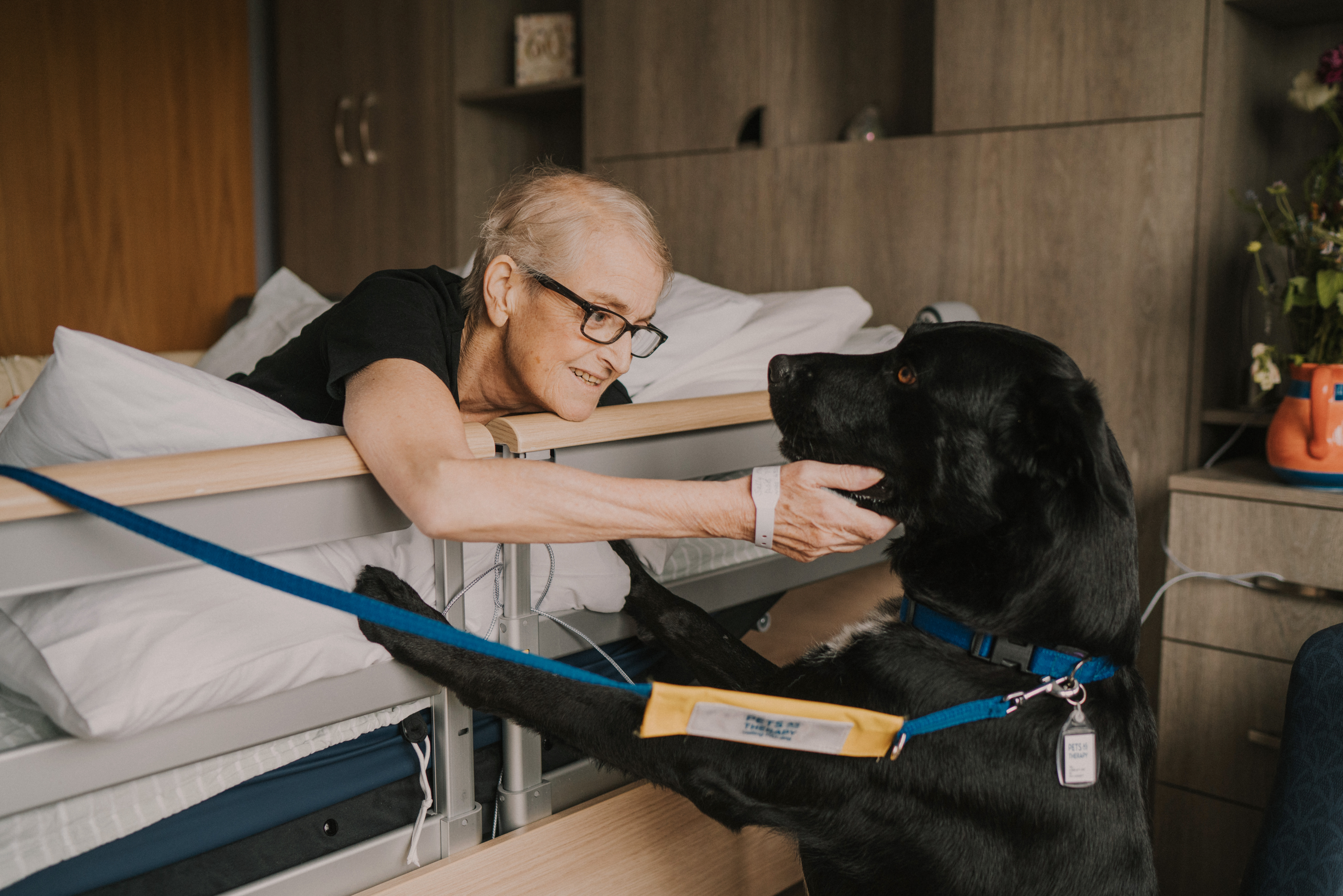 Female patient leading over the side of a hospital bed to stroke a large, black therapy dog with a blue lead